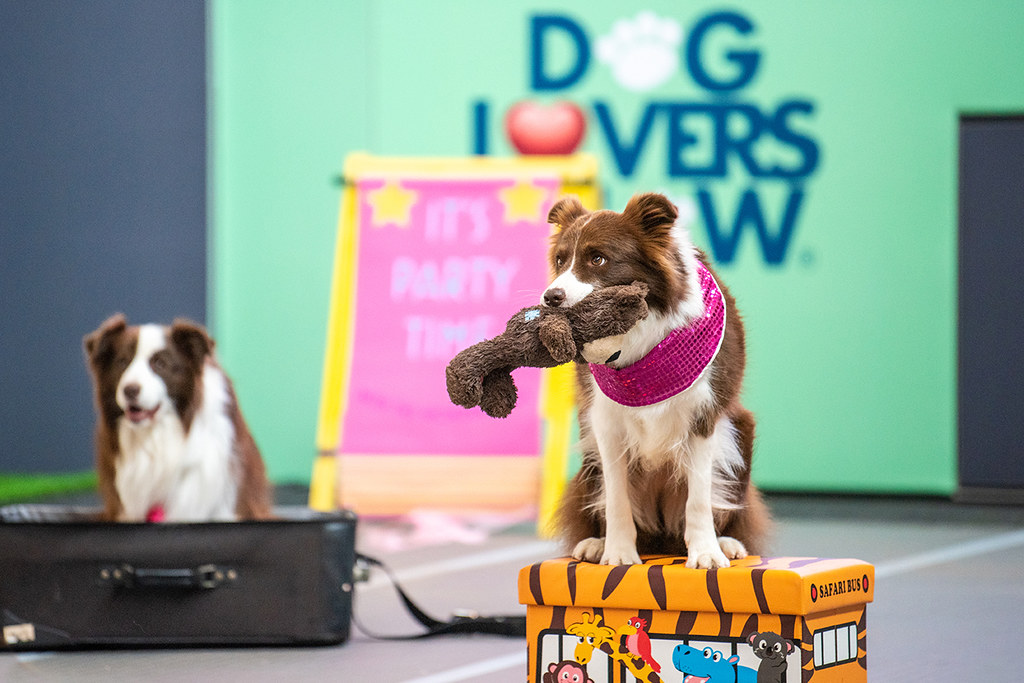 dog in dog show