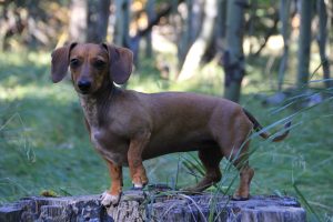 dachshund