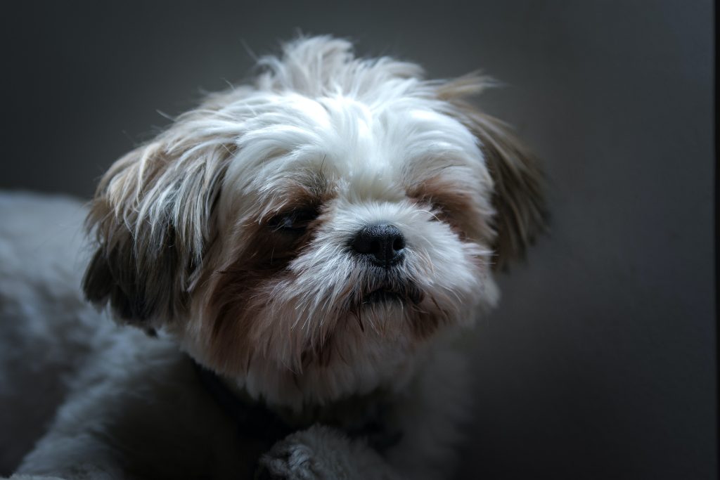 maltese shih tzu