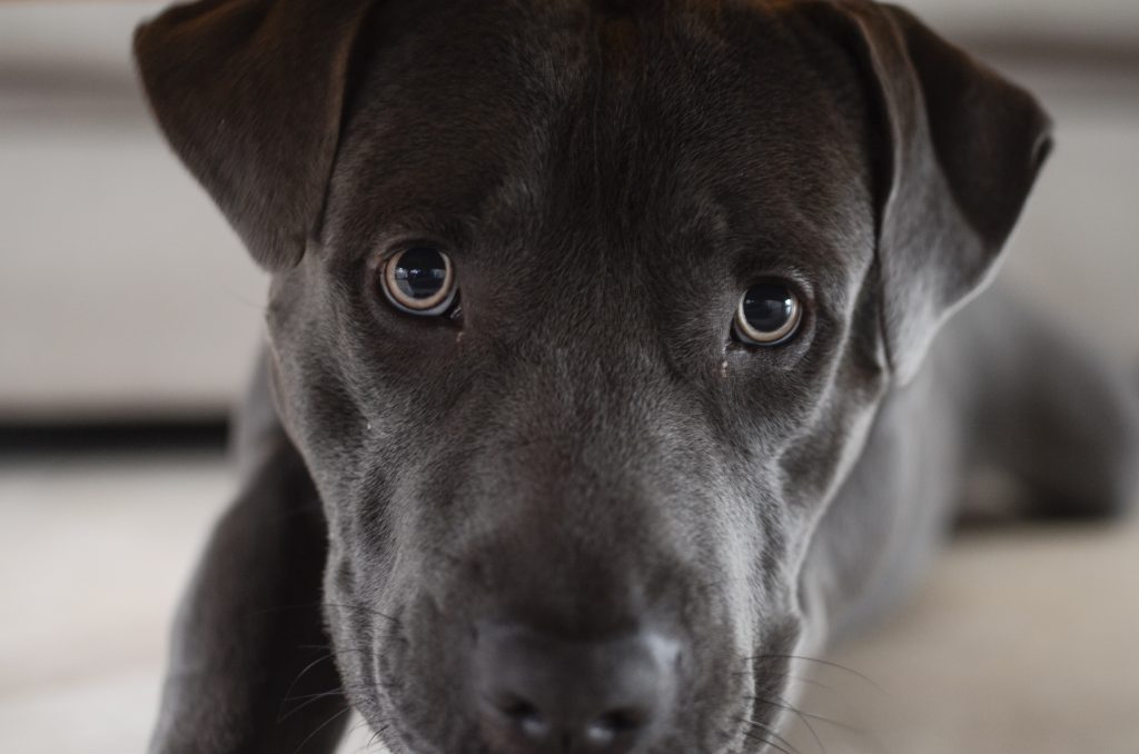 blue staffy