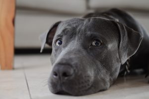 black staffy