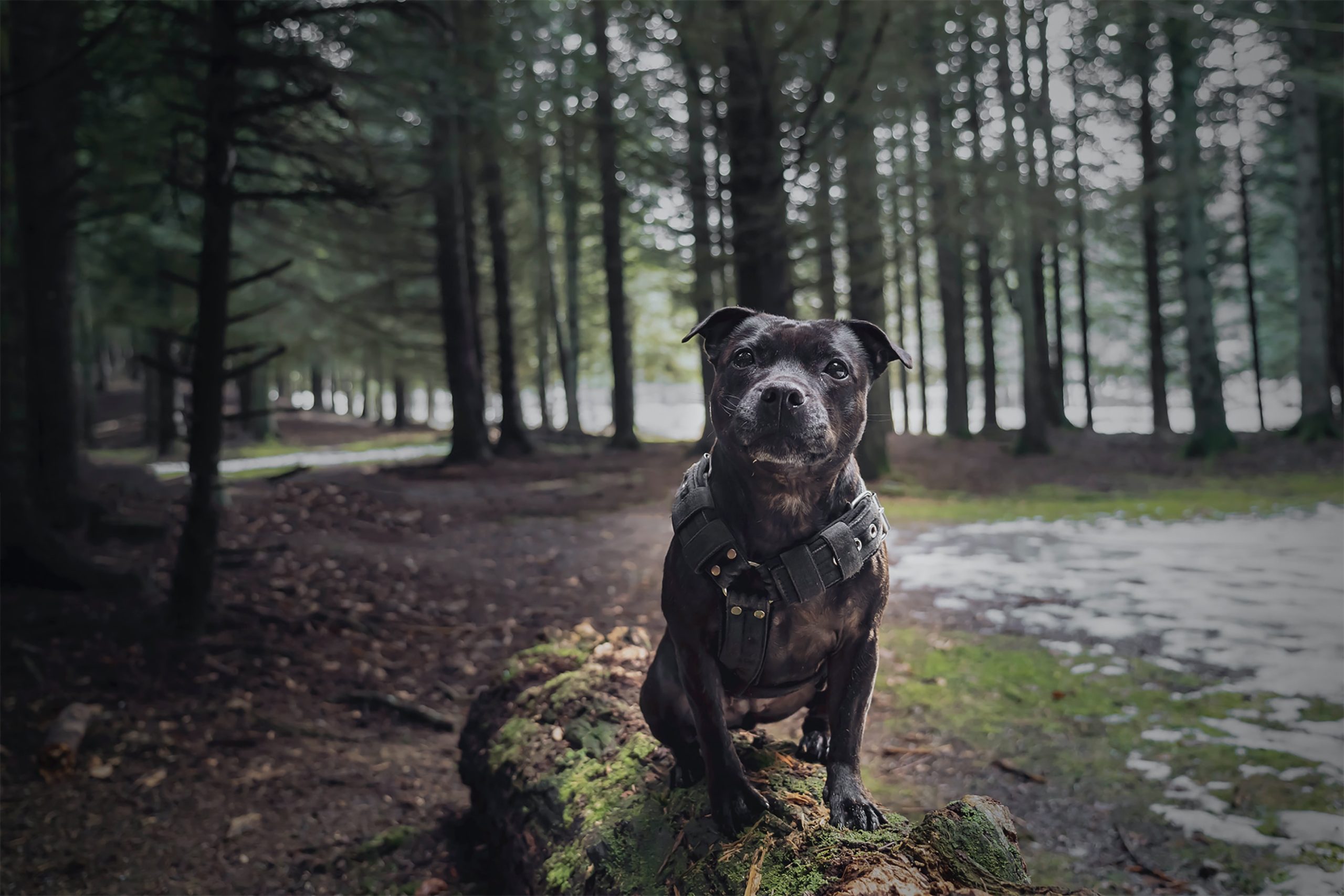 black staffordshire bull terrier in forest