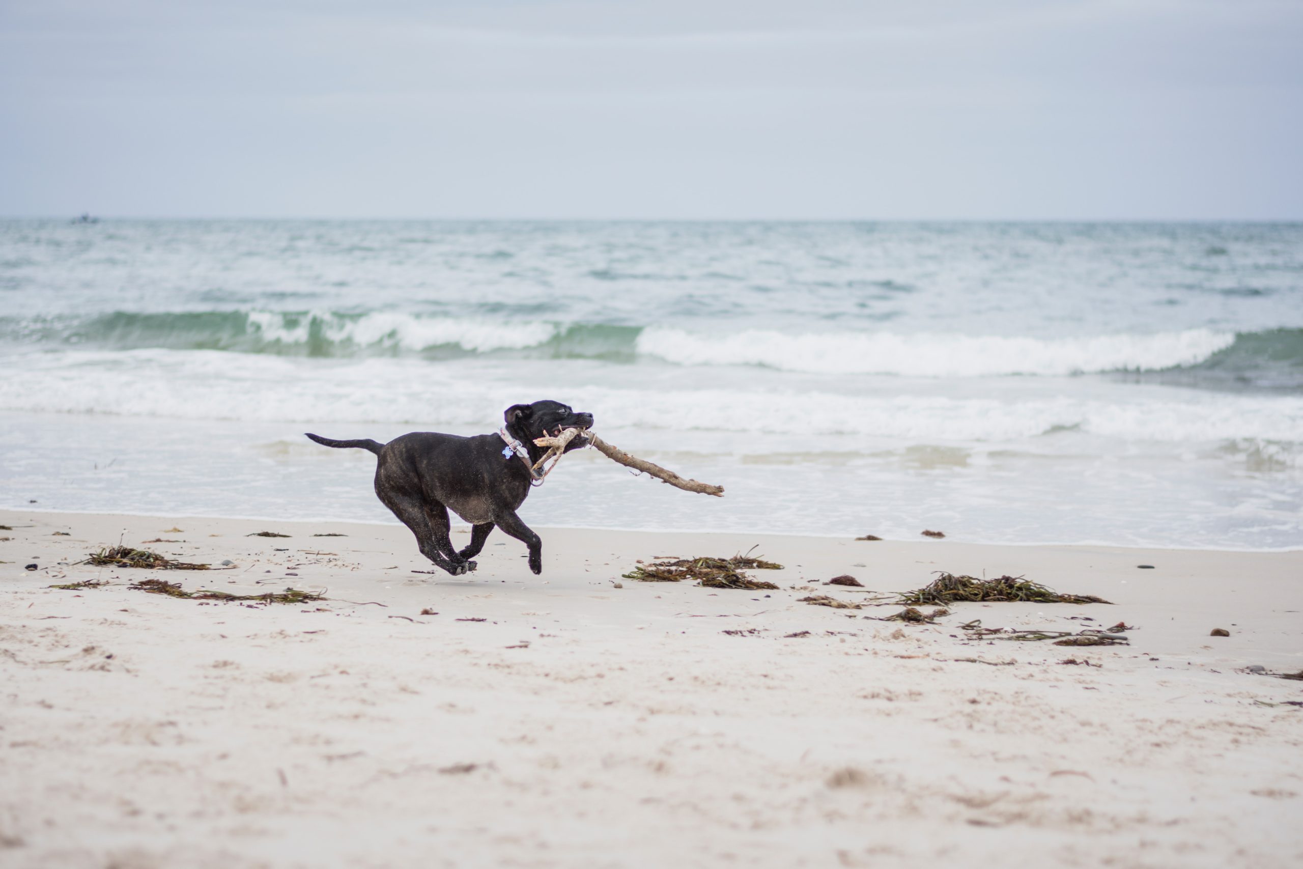 black staffy running on beach with stick