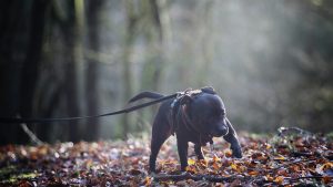 black staffy walking in forest on leash