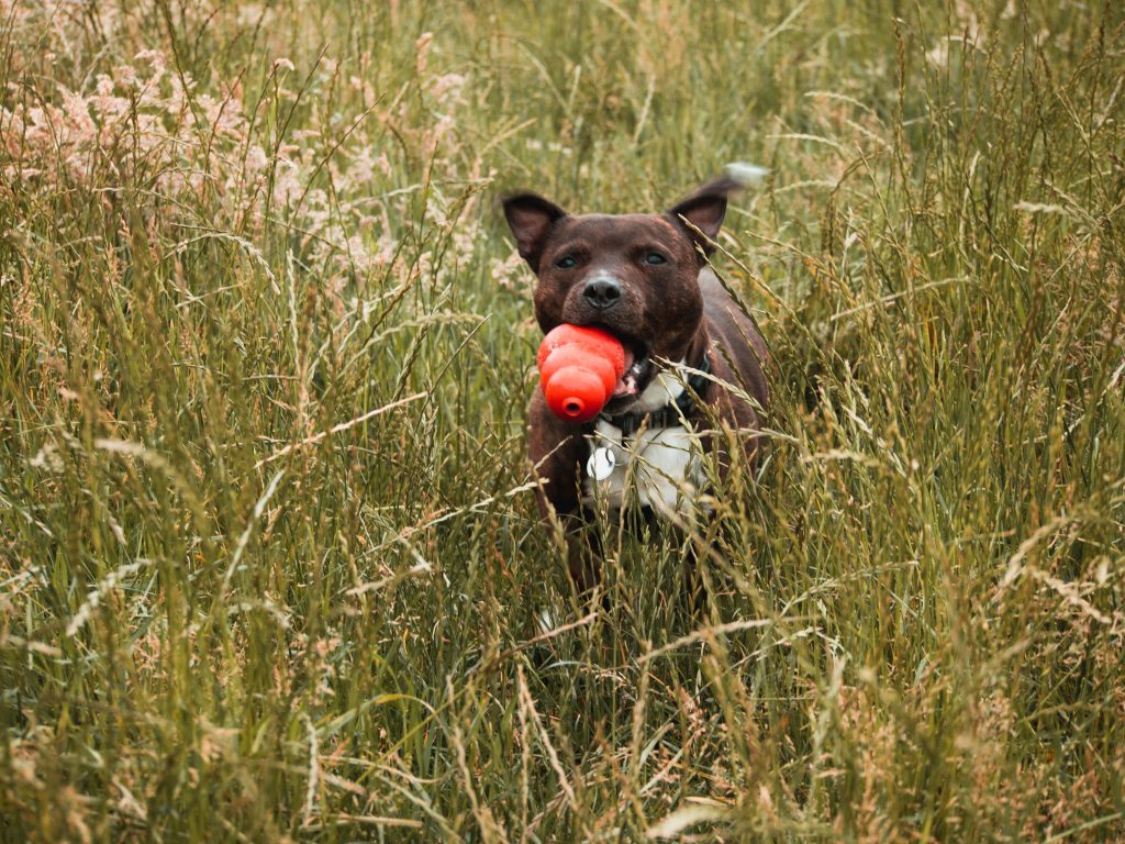 red staffy in a field