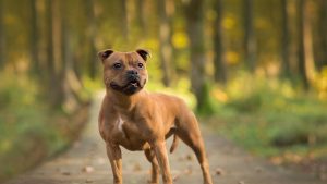 red staffordshire bull terrier in front of dirt path