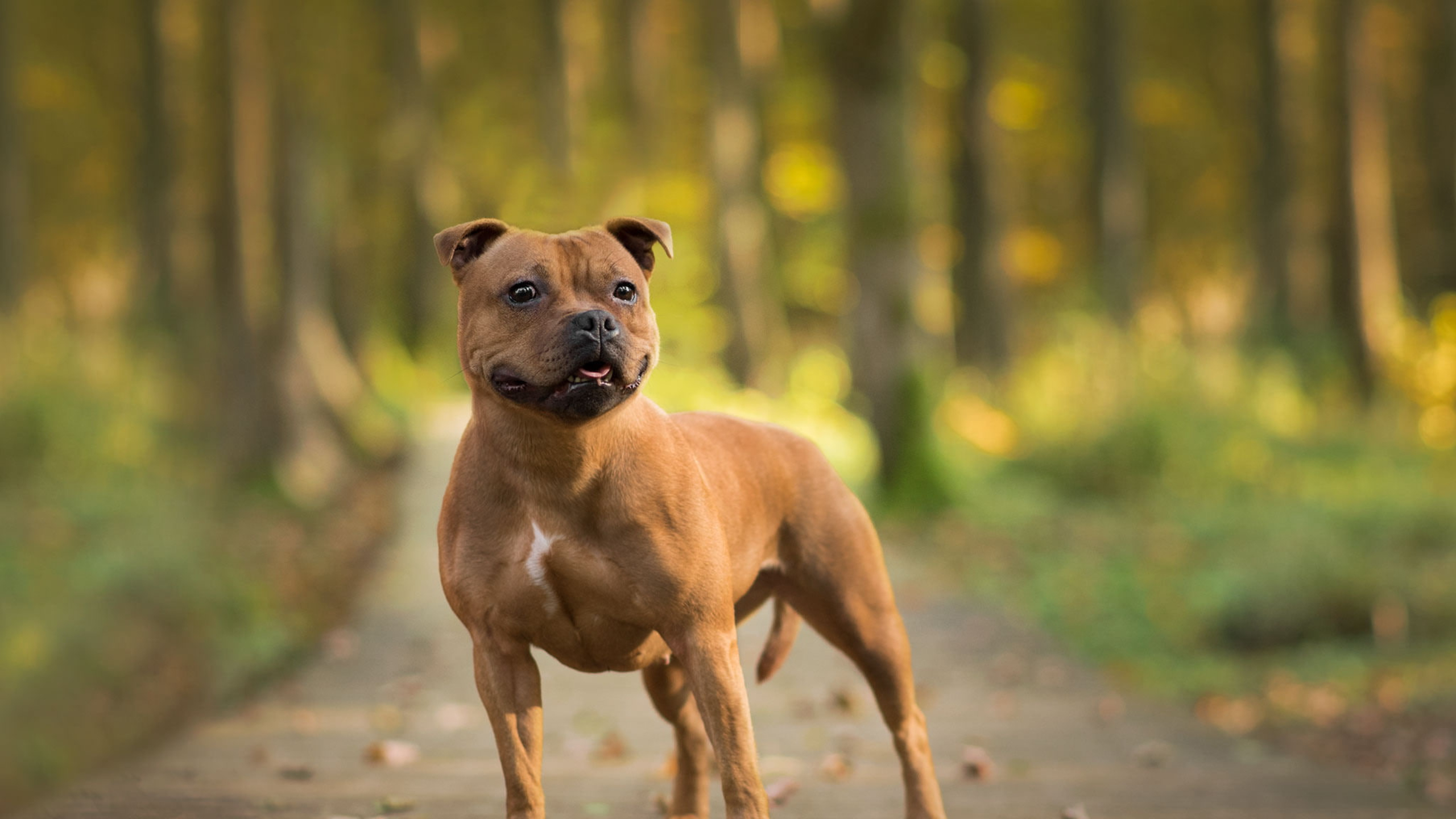 red staffordshire bull terrier in front of dirt path