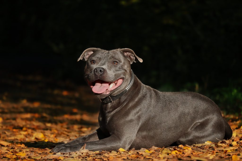 grey staffy lying on leaves