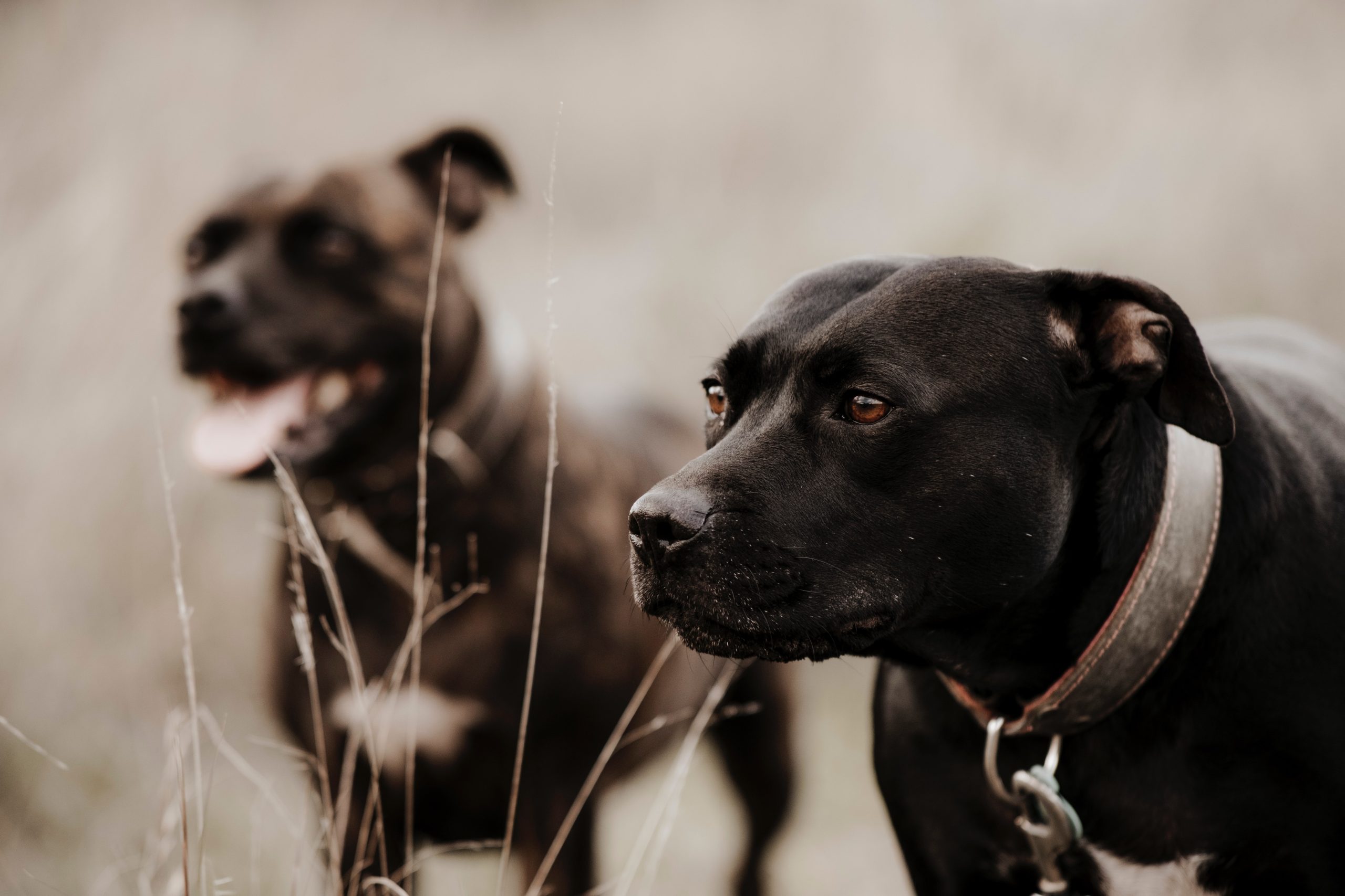 two staffies in tall grass