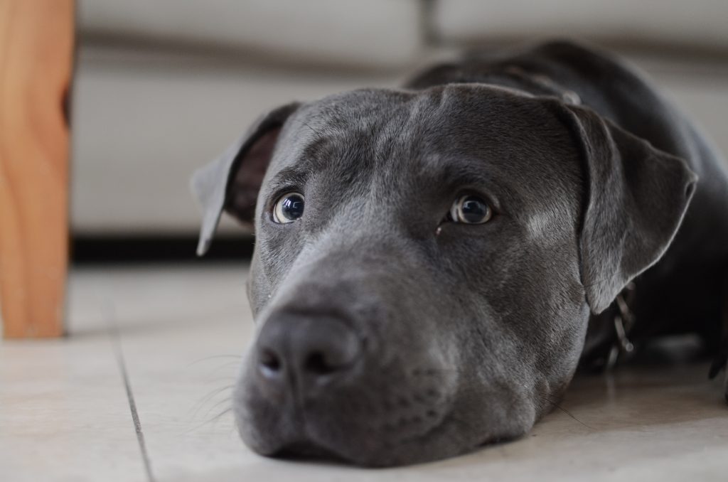 Blue staffy