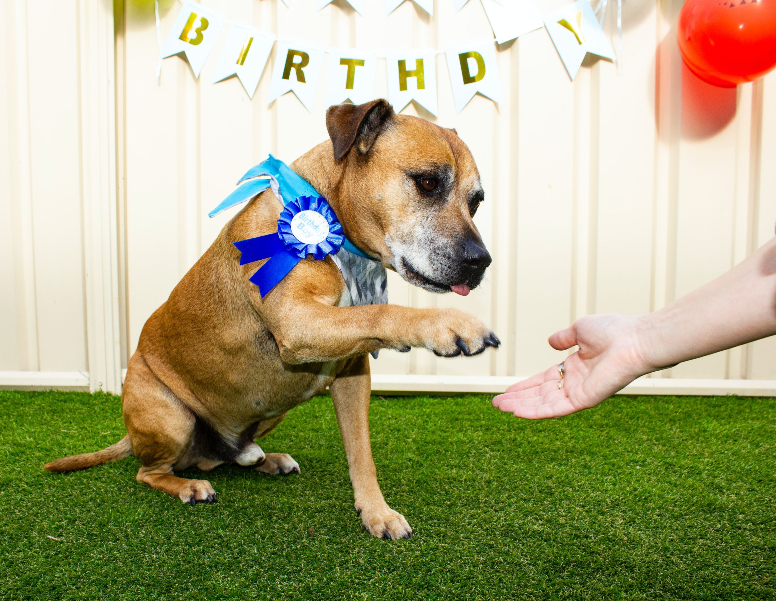 brown and white staffy birthday celebration