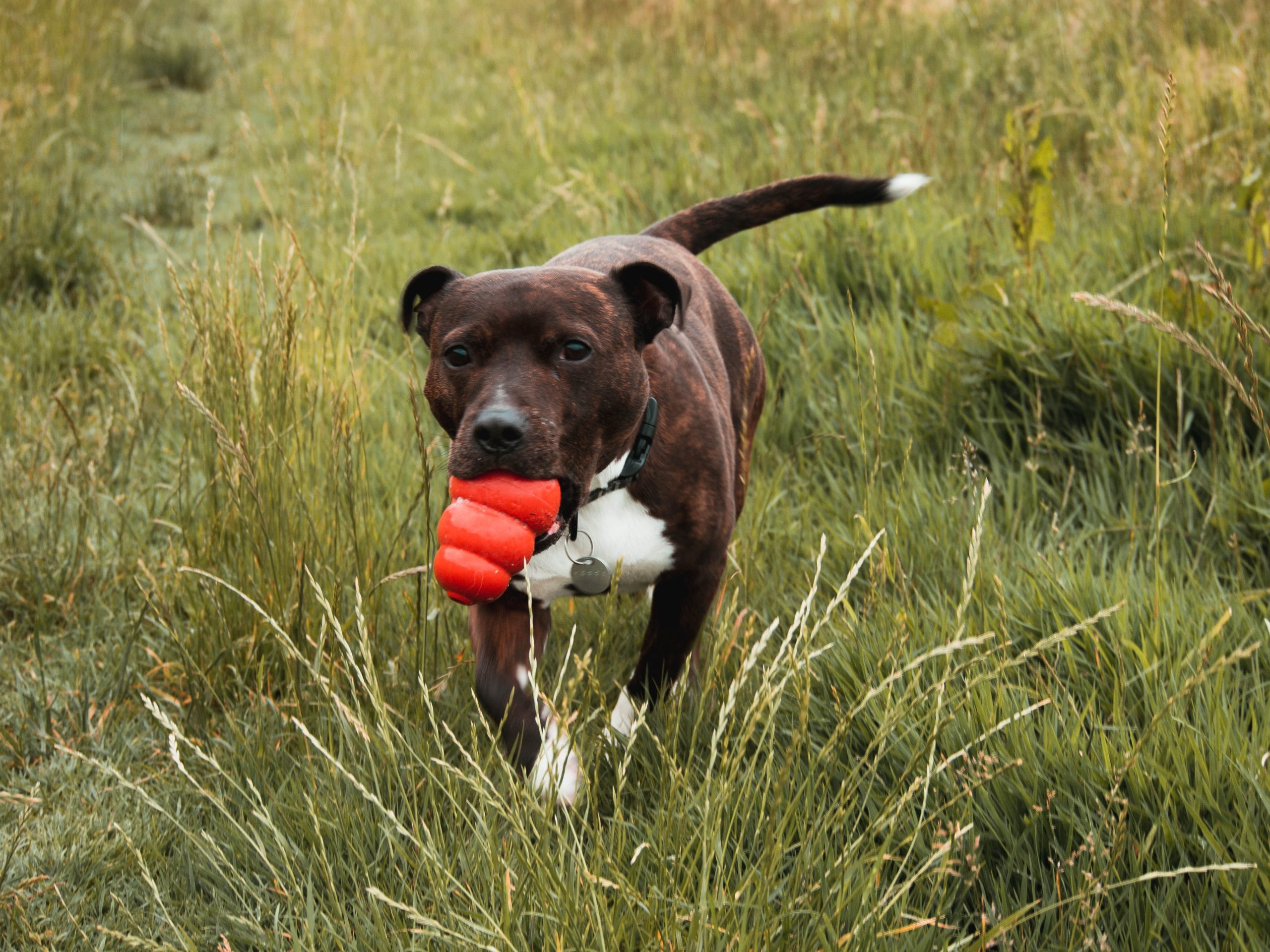 Staffy