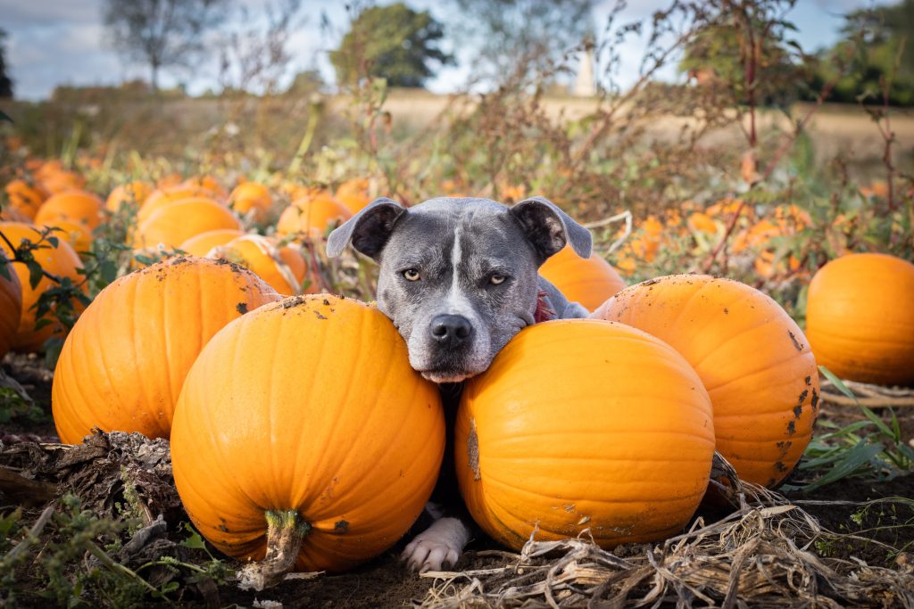 grey staffordshire bull terrier resting chin on pumpkins