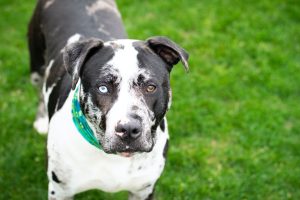 black and white staffy with heterochromia