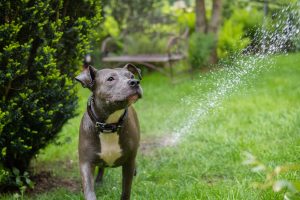 grey staffy in garden