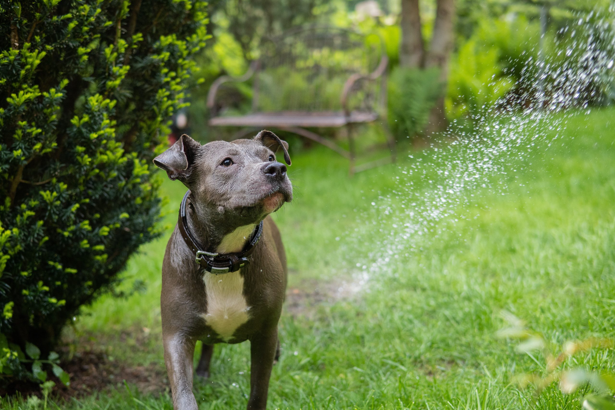 Blue best sale coat staffy