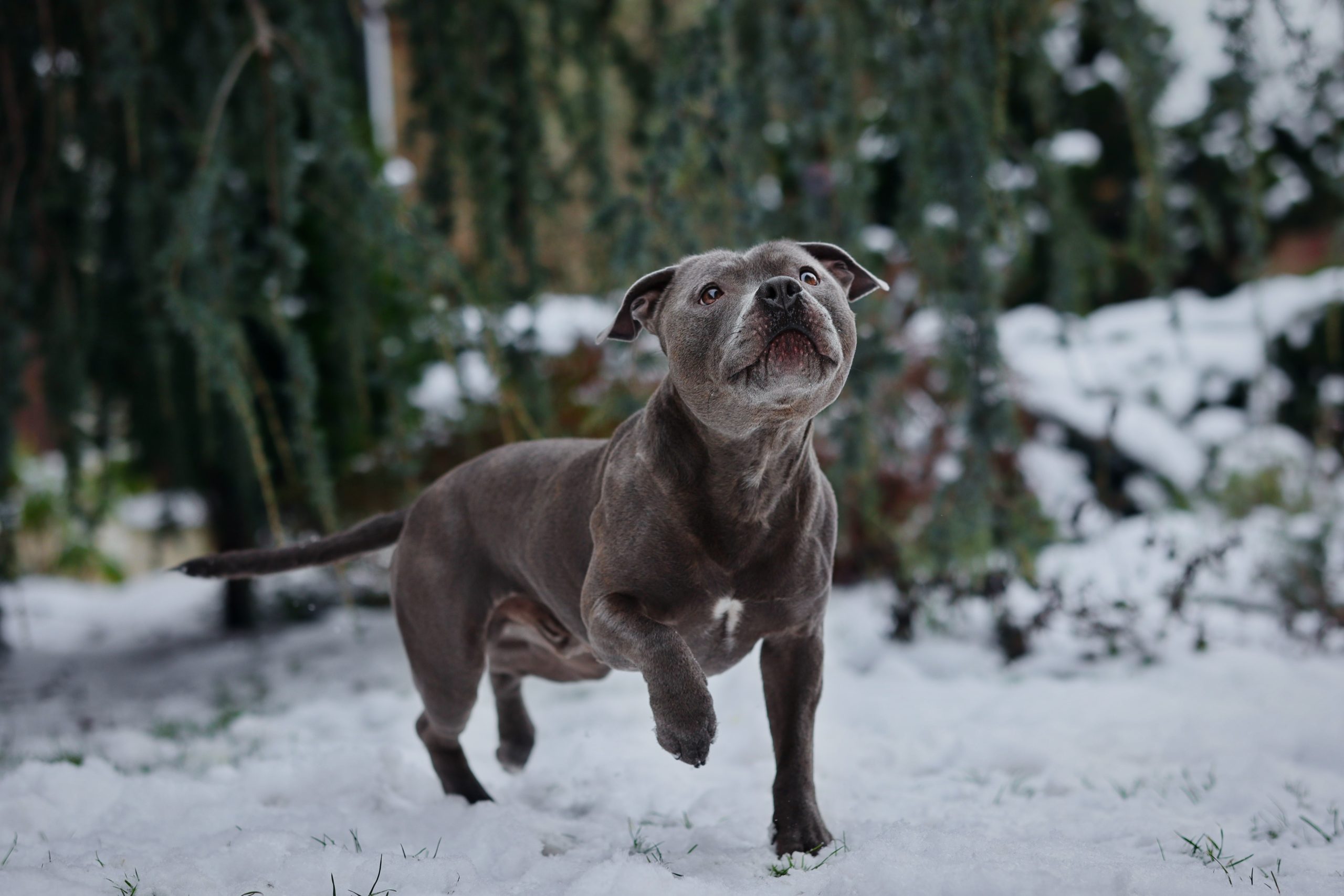 grey staffy in the snow