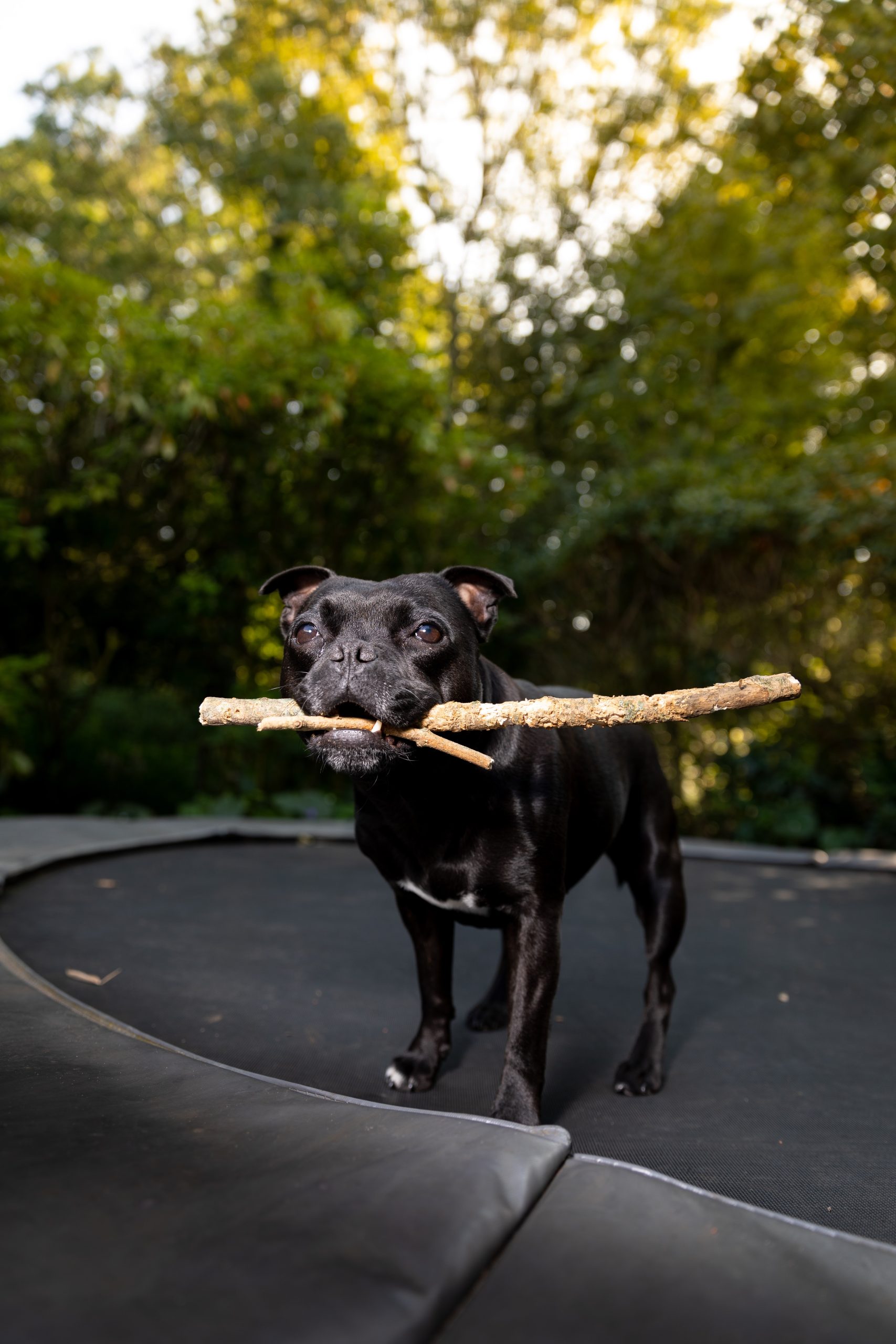 How to stop a staffy pulling on the lead best sale