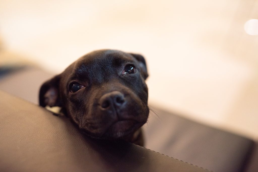 The Ultimate Staffy Whelping Guide Staffy Community Australia