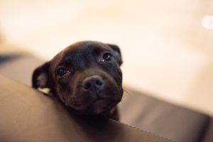 black staffy puppy