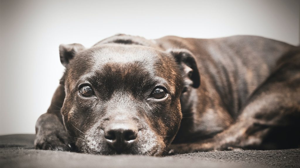 Best puppy shop food for staffy