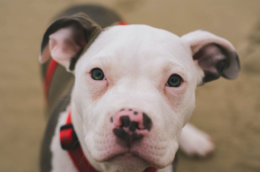 American bull terrier